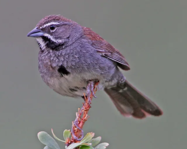 Small plain sparrow with black and white stripes around the face.