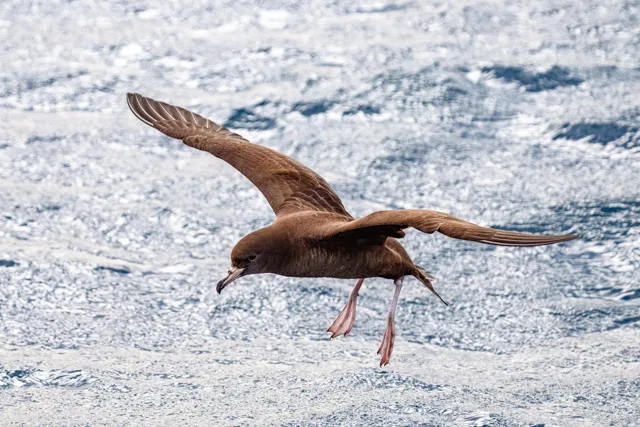 Very dark brown seabird in flight with pink feet and bill.