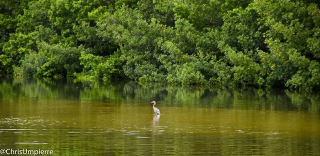 Florida J.N. Darling National Wildlife Refuge Scene