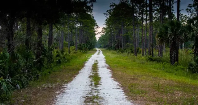 Florida St. Marks National Wildlife Refuge Scene