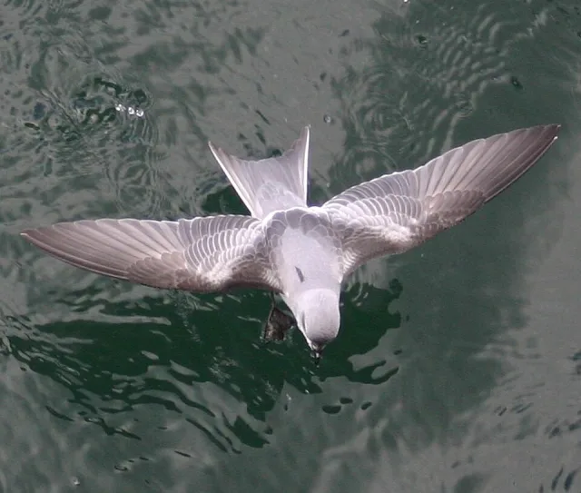 Tiny gray seabird with forked tail.