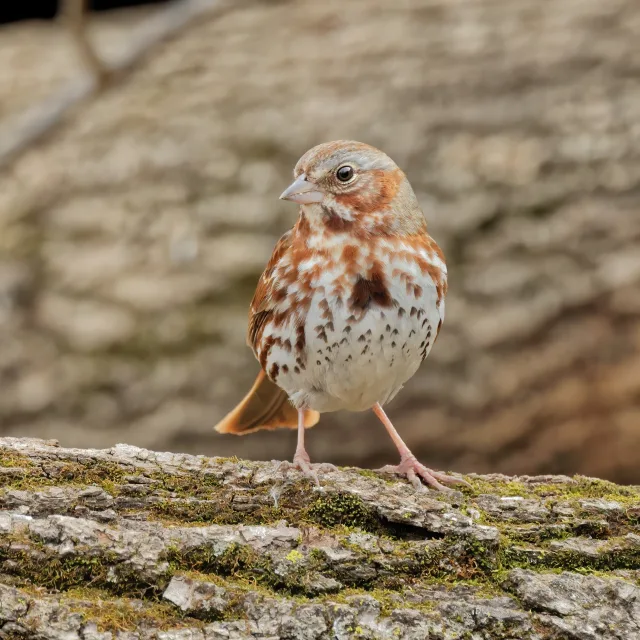 Small brown sparrow with heavy streaking on a pale breast.