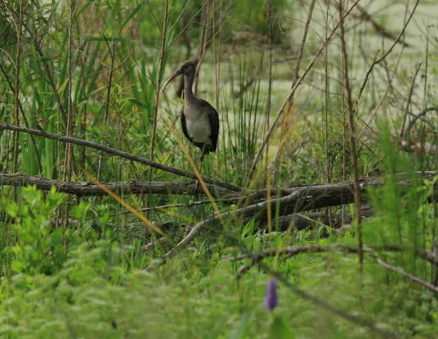Georgia Harris Neck NWR Scene