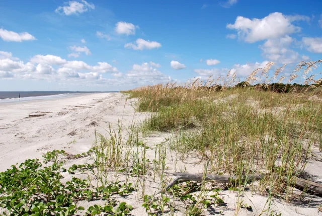 Georgia Sapelo Island Scene