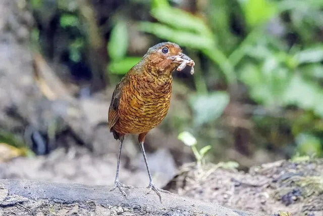 Scaly brown bird with long thin legs eats a worm.