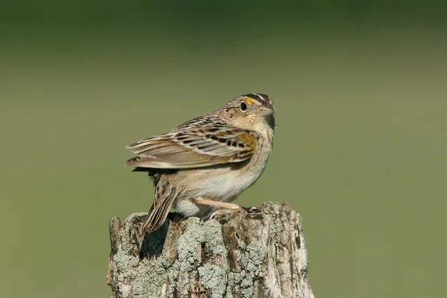 Small plain sparrow with black streak along the cap.