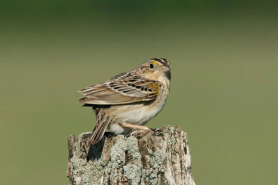 Small plain sparrow with black streak along the cap.