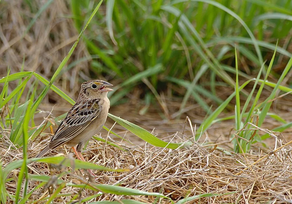 Small plain sparrow with black streak along the cap.