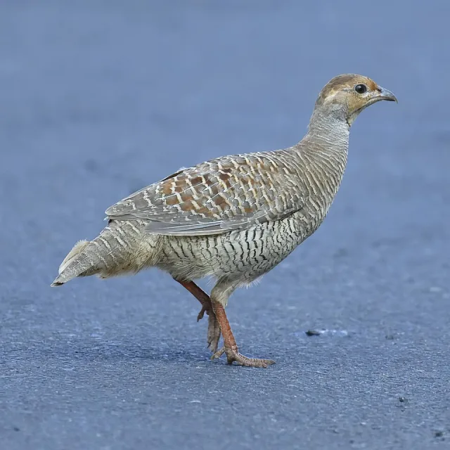 Large game bird with pale brown and gray streaky plumage.