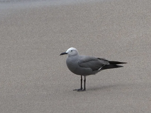 A gray gull with a paler head.