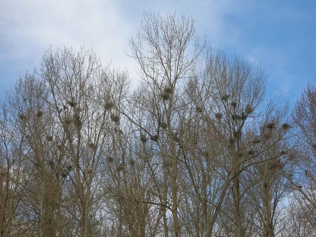 Panoramic shot of bare trees with bird nests showing.