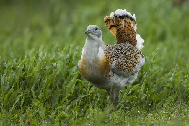 Huge prairie bird with light brown and gray plumage.