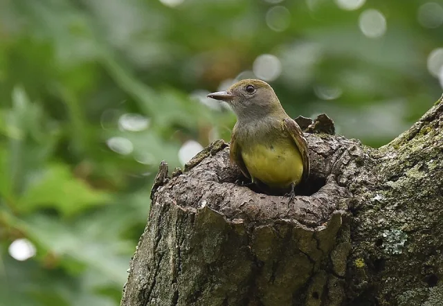 Gray headed bird peeking out of a hole in a branch,