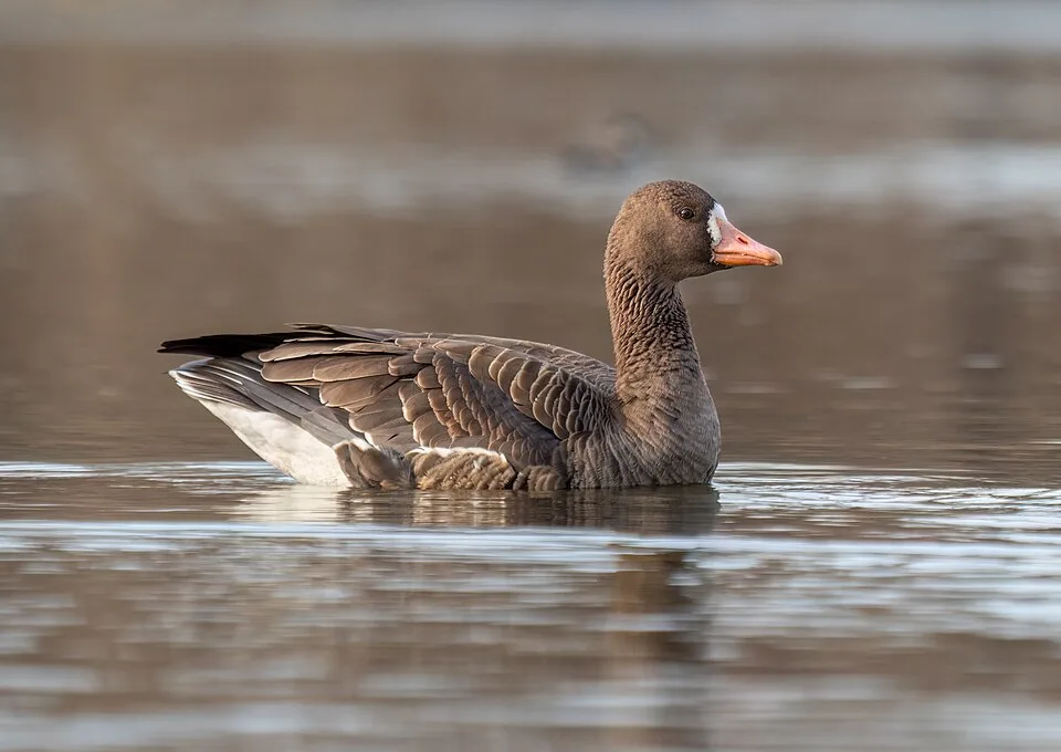 Medium size brown goose with white bar above the bill.