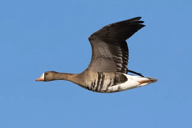 Medium size brown goose with white bar above the bill.