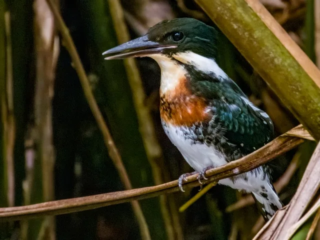 Huge kingfisher with green and white plumage and brown chest band.