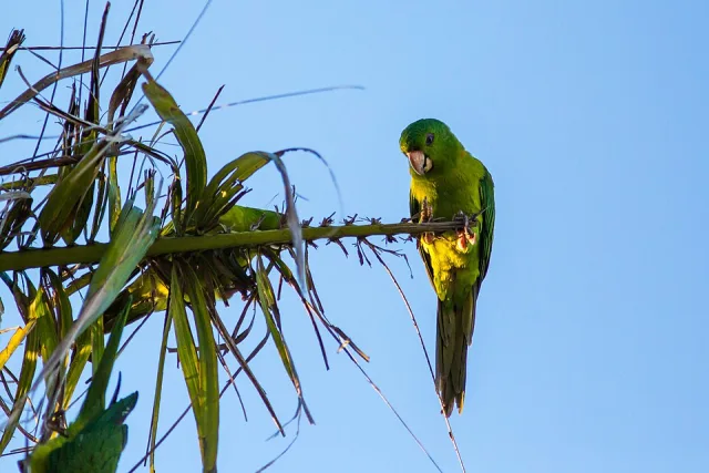 Small green parrot with pale bill.