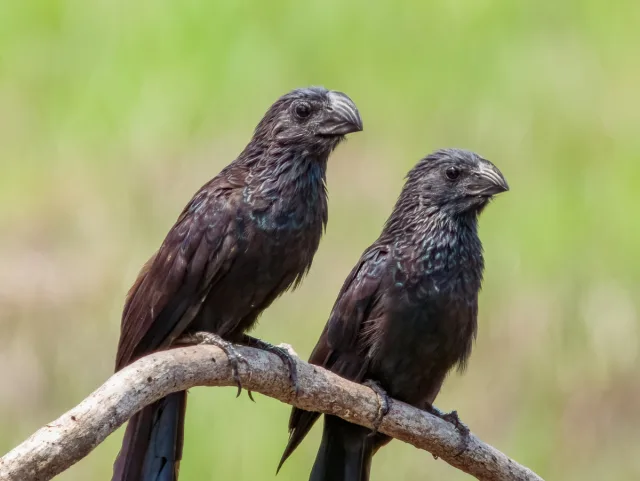 Large black bird with large, flat sided bill with grooves down the side.