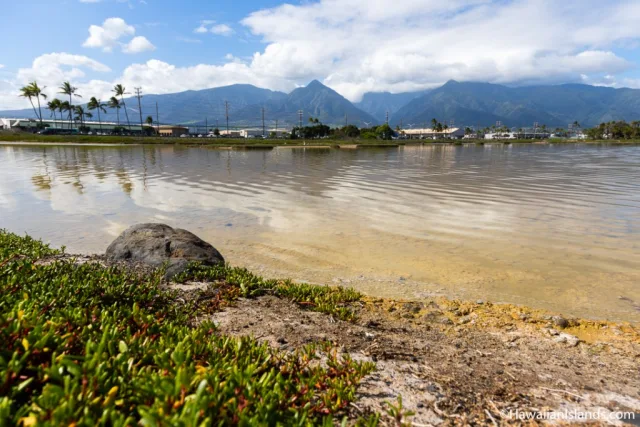 Hawaii Kanaha Pond Wildlife Sanctuary Scene