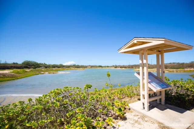Hawaii Kawai'ele State Waterbird Sanctuary Scene