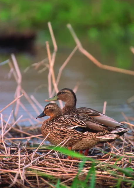 Rather plain brown ducks.