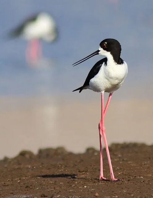 Black and white shorebird with very long pink legs.