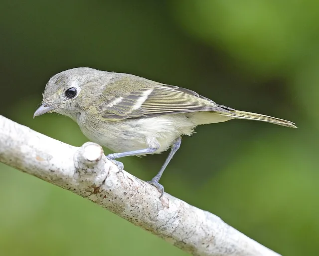 Small olive green songbird with large eye.