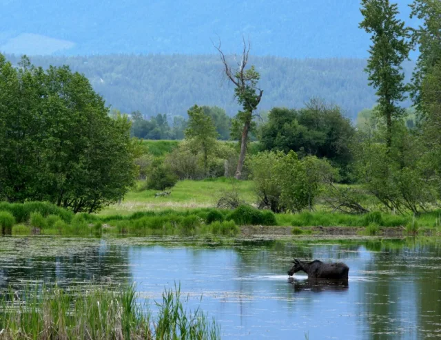 Idaho Kootenai National Wildlife Refuge Scene