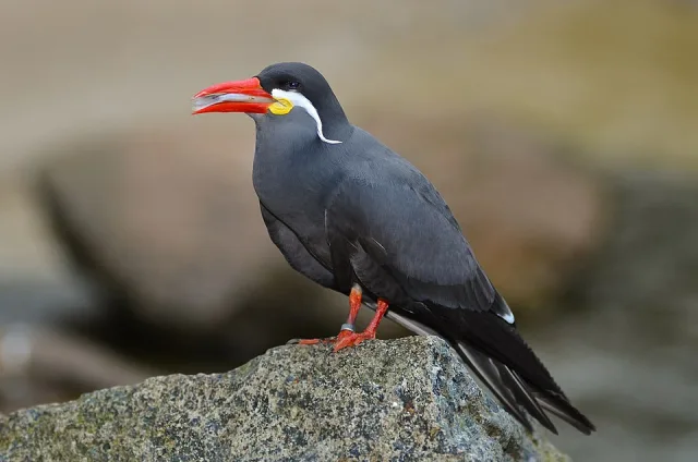 Small dark seabird with bright red bill and white streak from the bill to the shoulder.