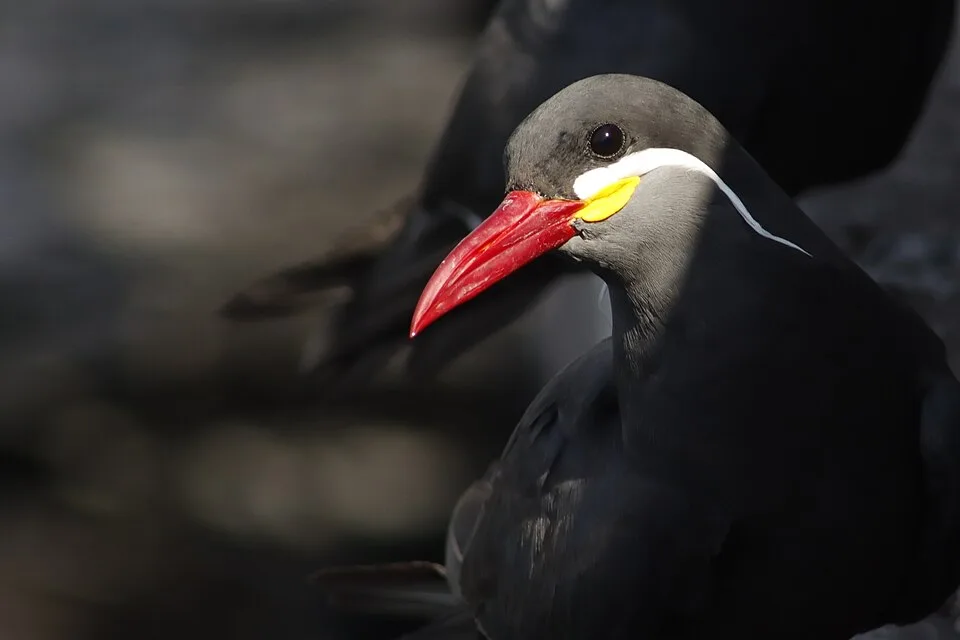 Small dark seabird with bright red bill and white streak from the bill to the shoulder.