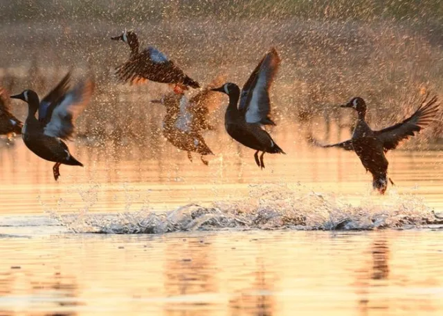 Iowa Sweet Marsh WMA Scene