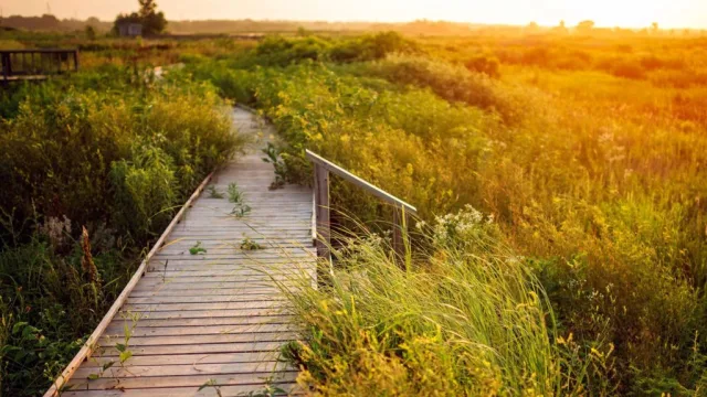 Kansas Baker Wetlands Scene