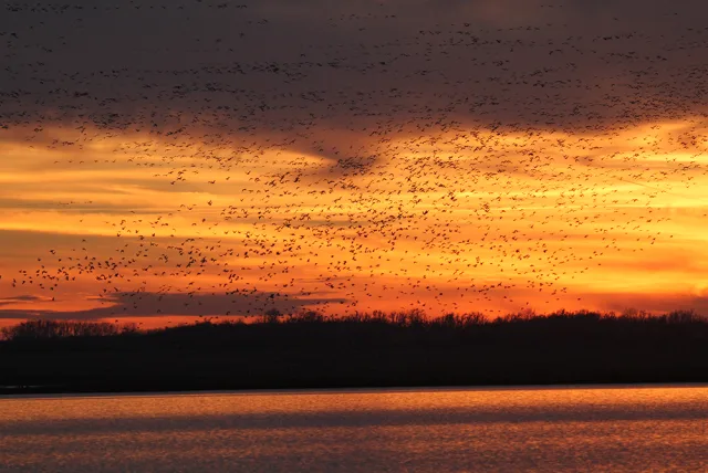 Kansas Quivira National Wildlife Refuge Scene