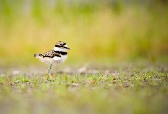 Small white, brown and black shorebird.