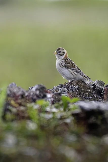 Sparrow like bird with pale front and tan collar.