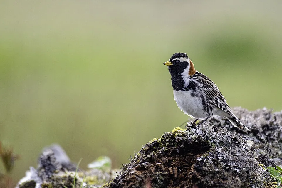 Sparrow like bird with black throat and breast.
