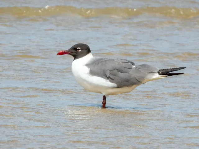Gray backed gull with white underparts, black head, white eye ring and red bill.