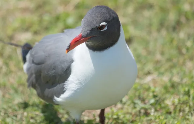Laughing Gull