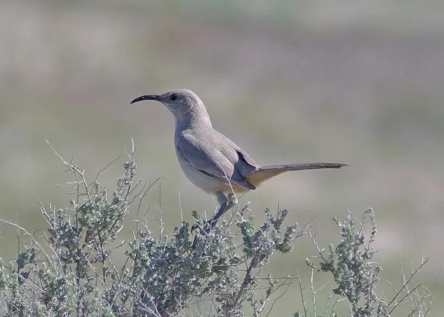 Medium sized brown bird with bright orange eye and long bill.