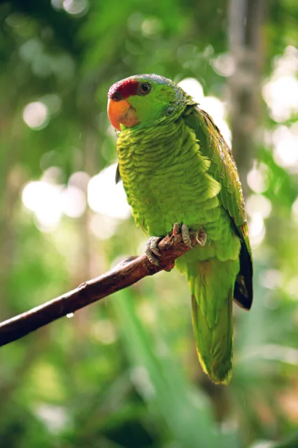 Small green parrot with dark purple forehead.