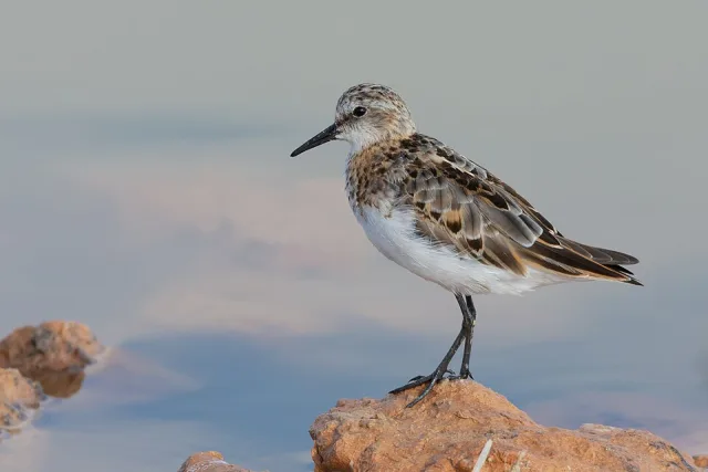A tiny shorebird with red tints on a brown back and white belly.