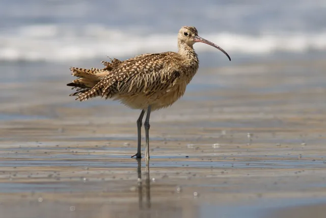 Large shorebird with speckled brown plumage and very long decurved bill.
