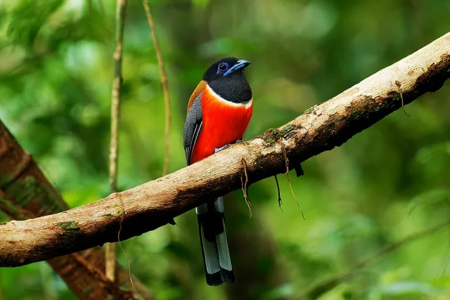 Large songbird with dark head and back and bright red breast.