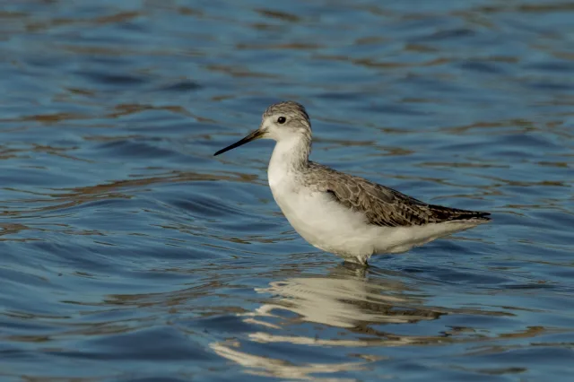 Pale, long legged wader with gray back and long thin bill.