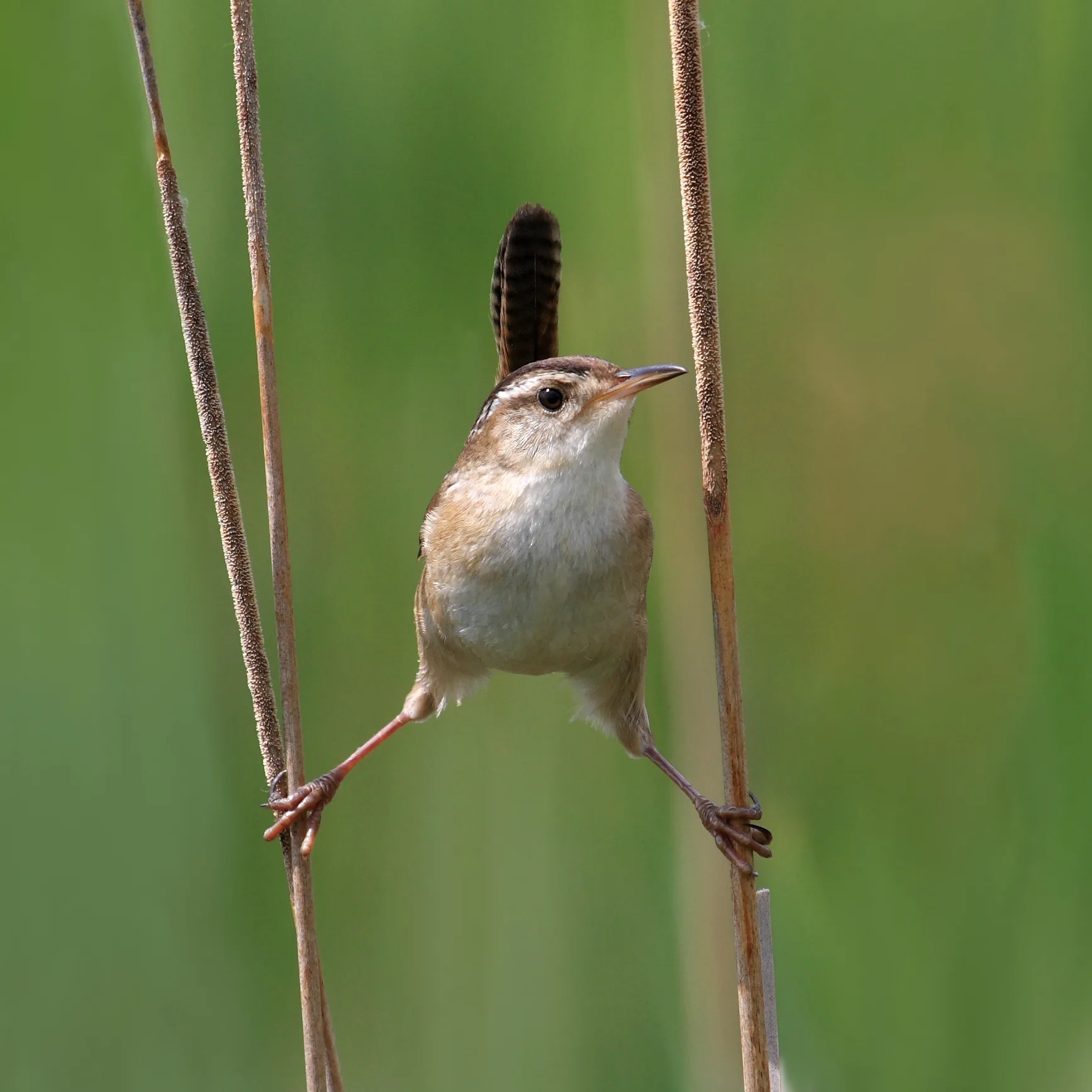 Small brown bird with long bill and cocked tail balancing between two grass stems.