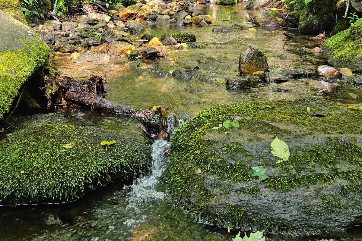 A scene of a creek running across moss covered rocks.