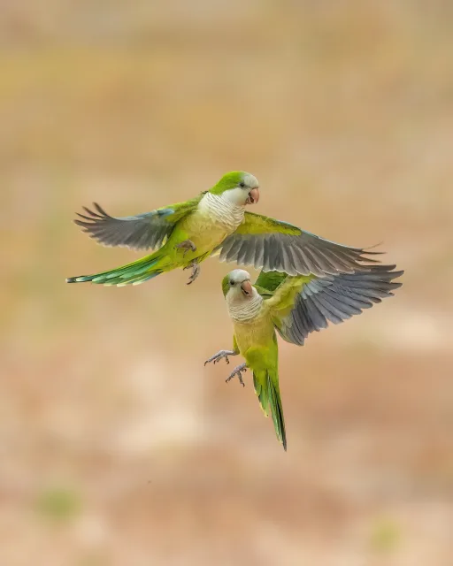 Pair of small green parrots in flight.