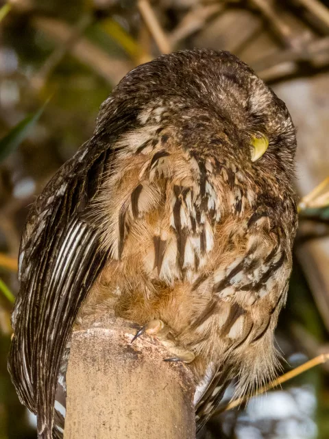 Small brown owl with streaks on the belly.