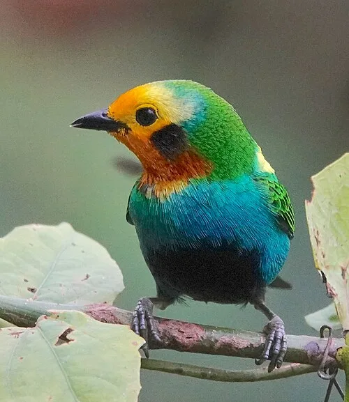 Small bright green bird with orange face and black cheeks.