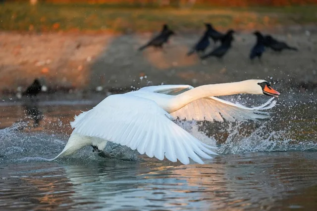 Large white swan with orange bill.